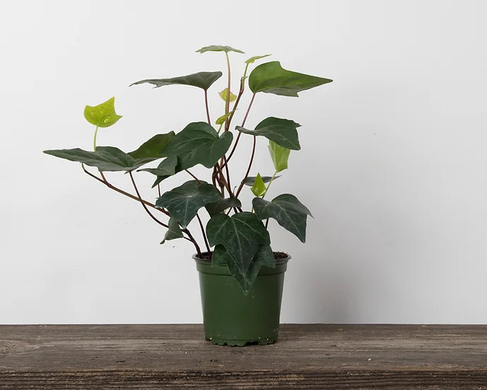 Ivy Algerian