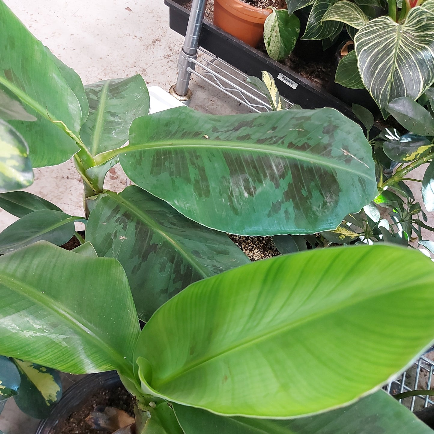 Banana Plants