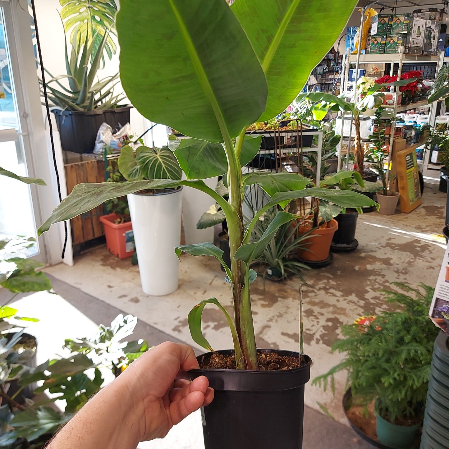 Banana Plants