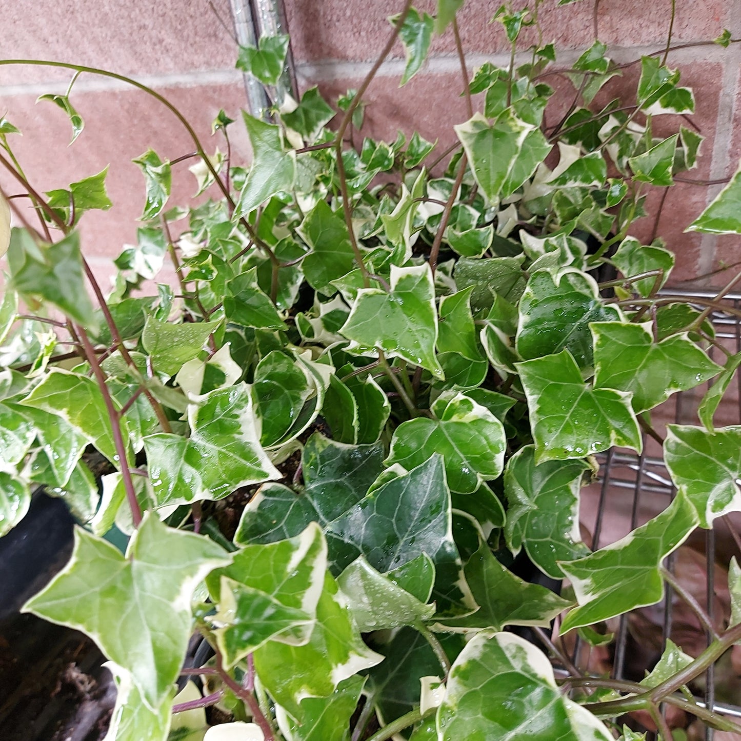 Variegated Wax Ivy