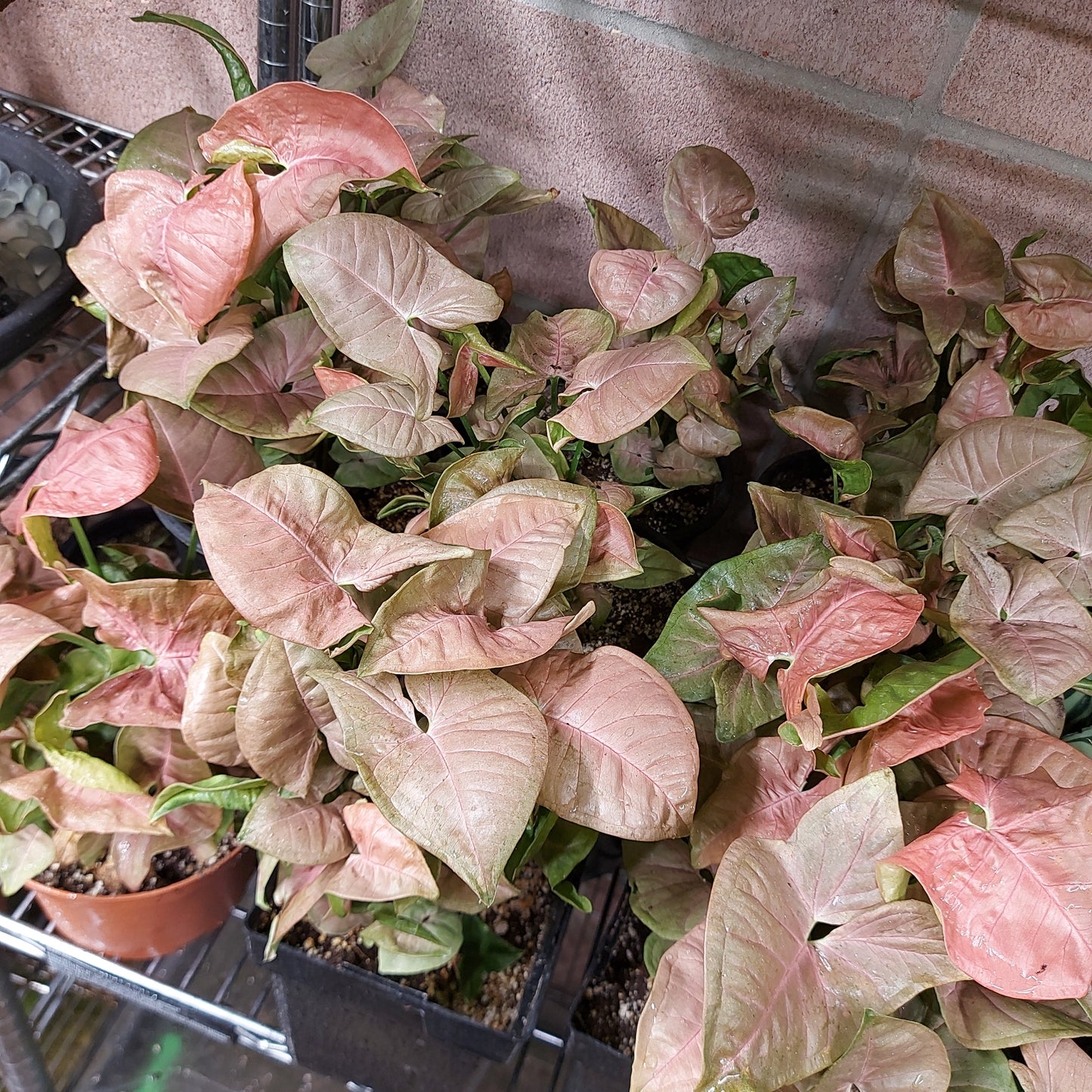 Syngonium Neon