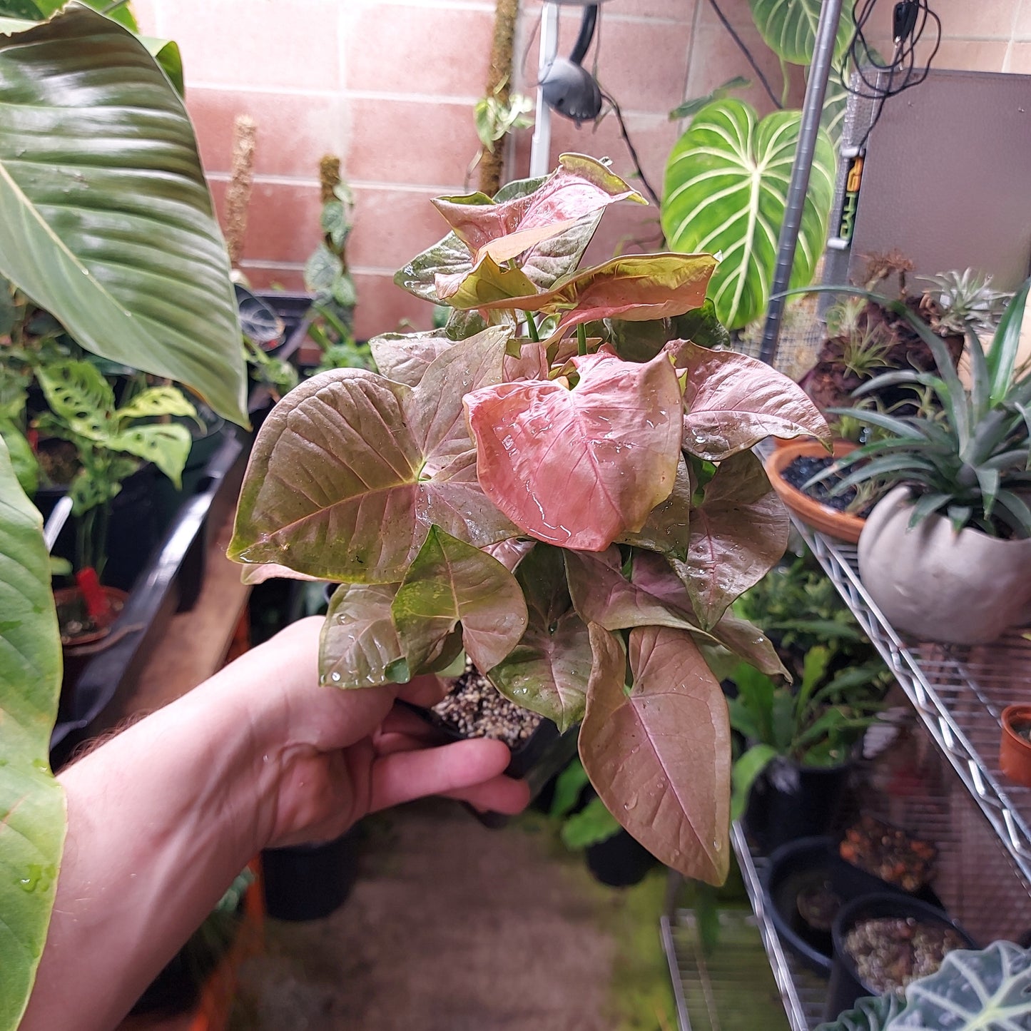 Syngonium Neon