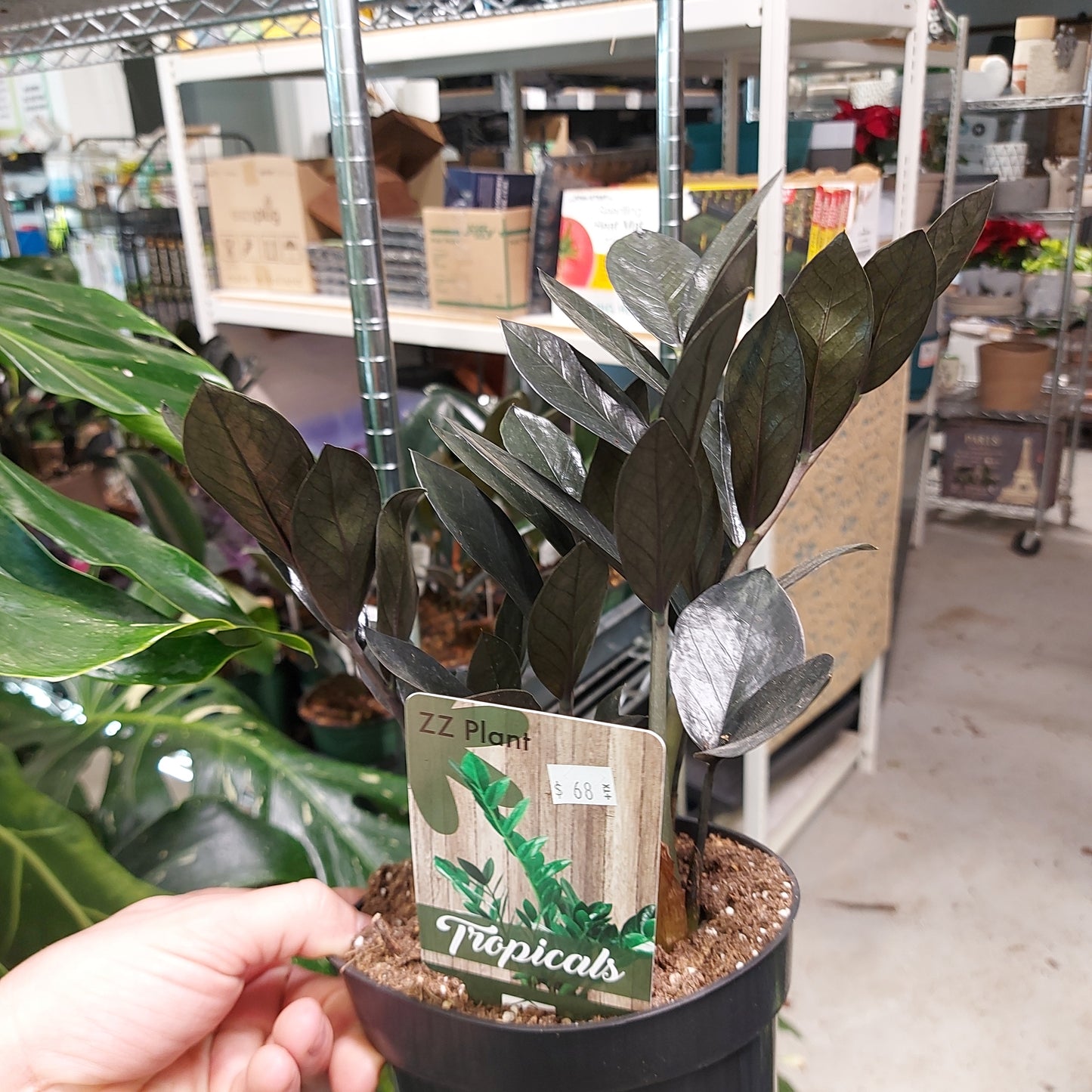 Razen ZZ plants