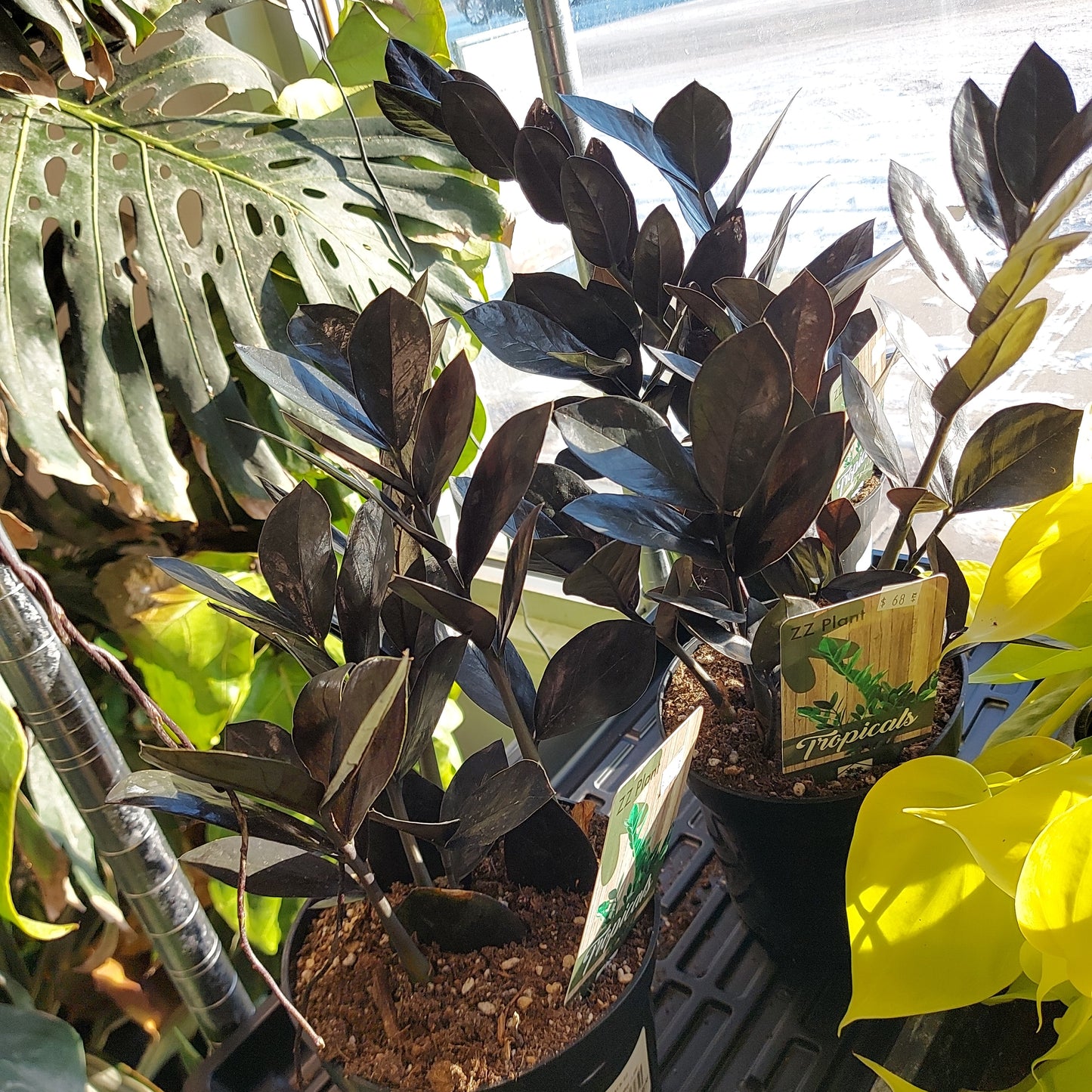 Razen ZZ plants
