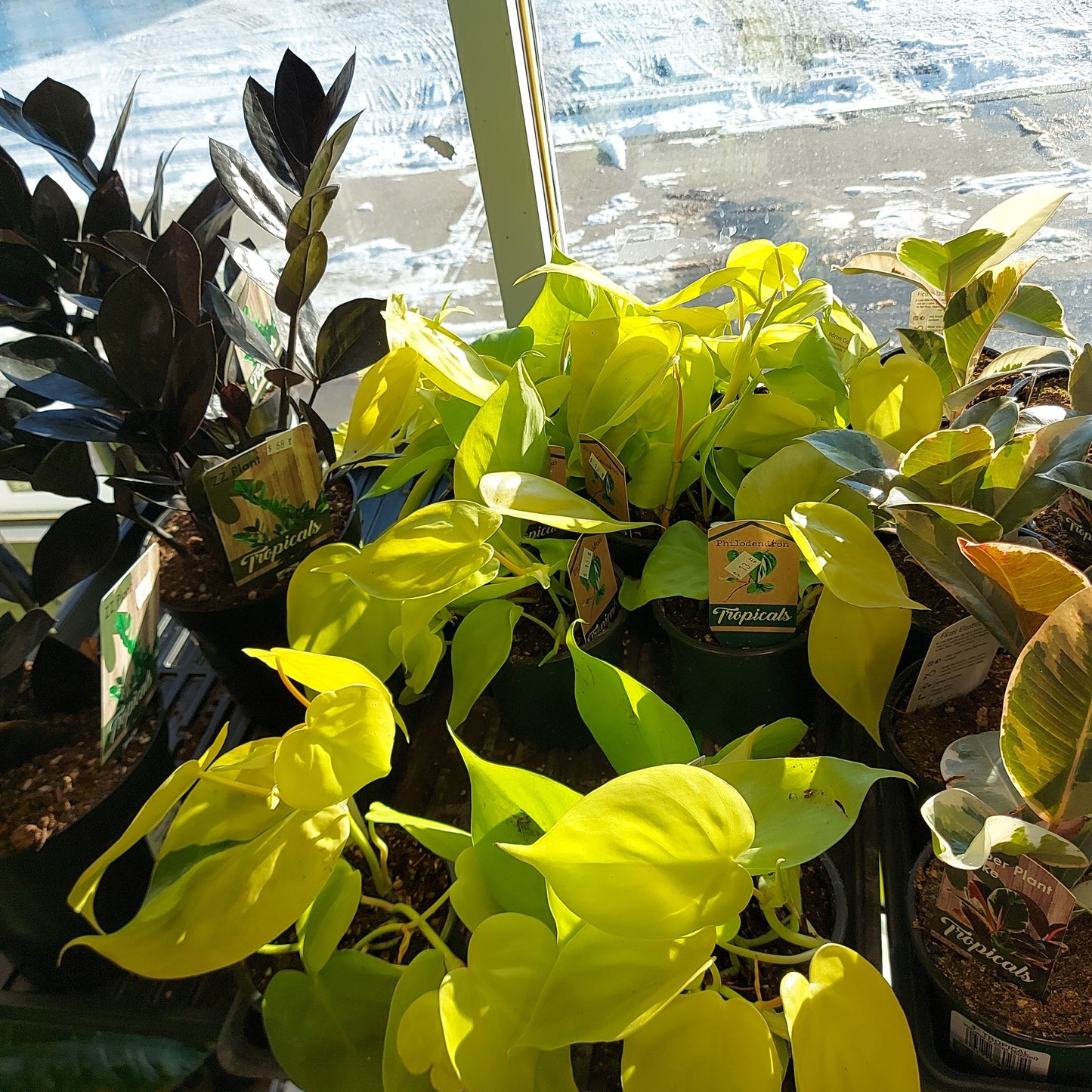 Philodendron Cordatum Lime