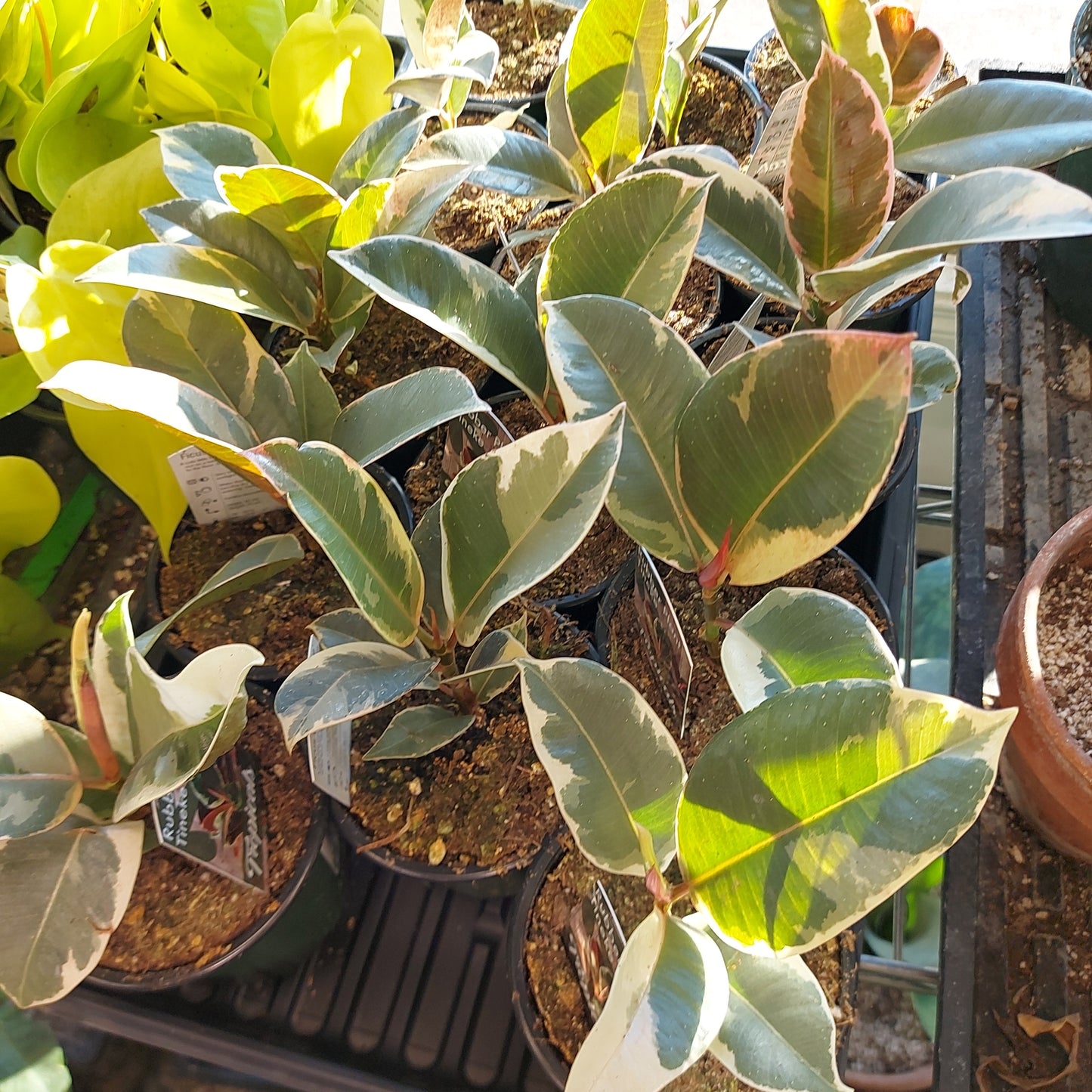 Variegated Rubber Plant