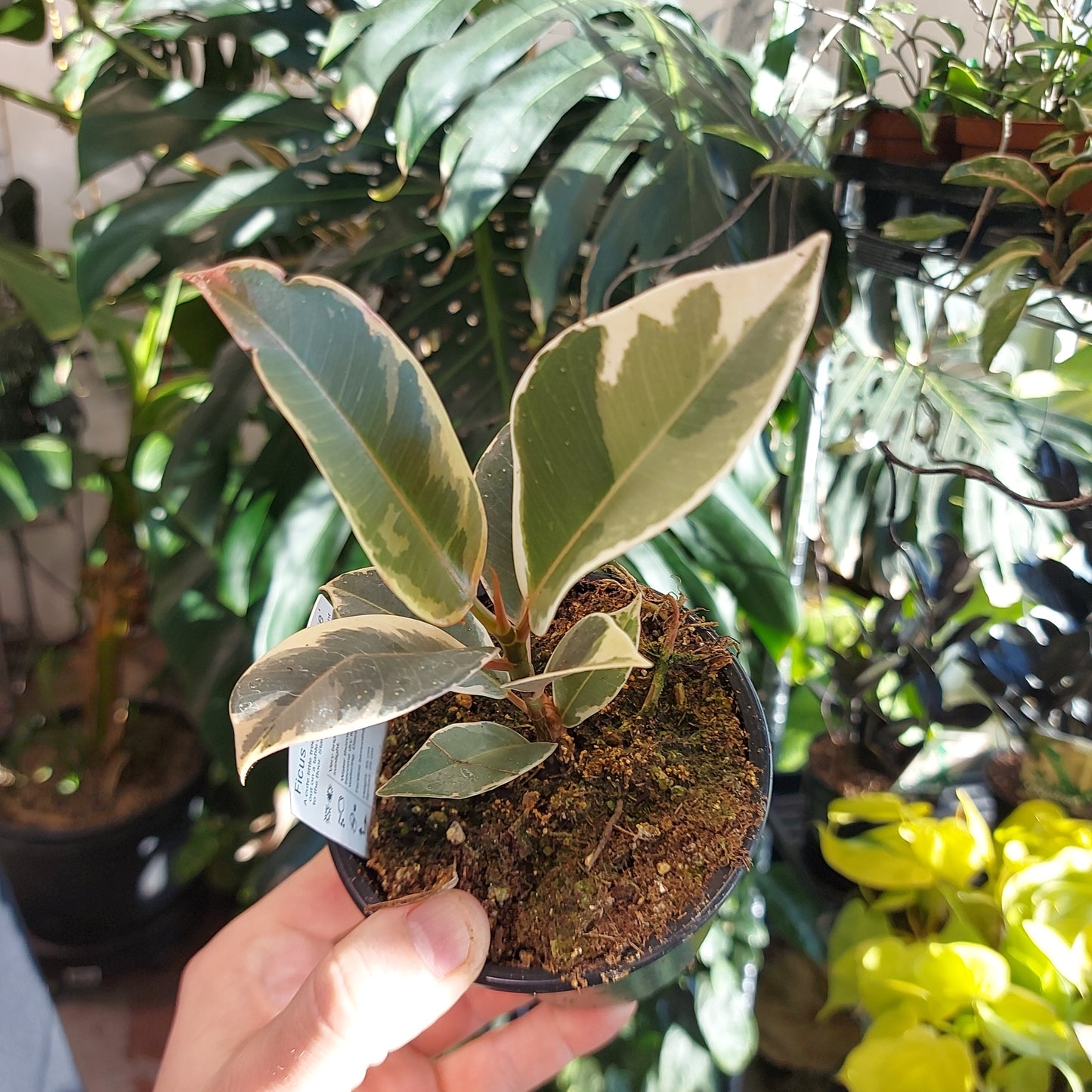 Variegated Rubber Plant