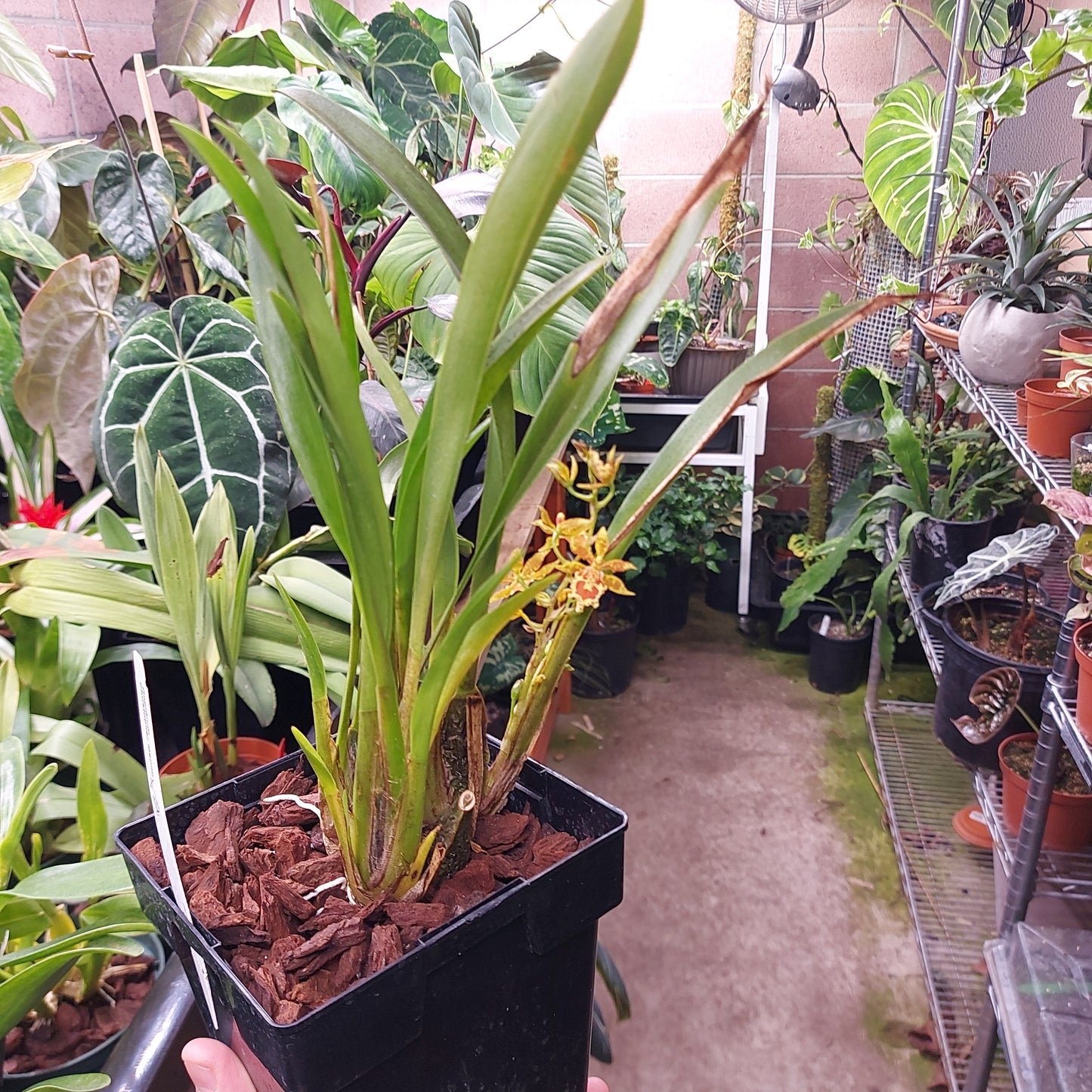 Oncidium Christopher Merino