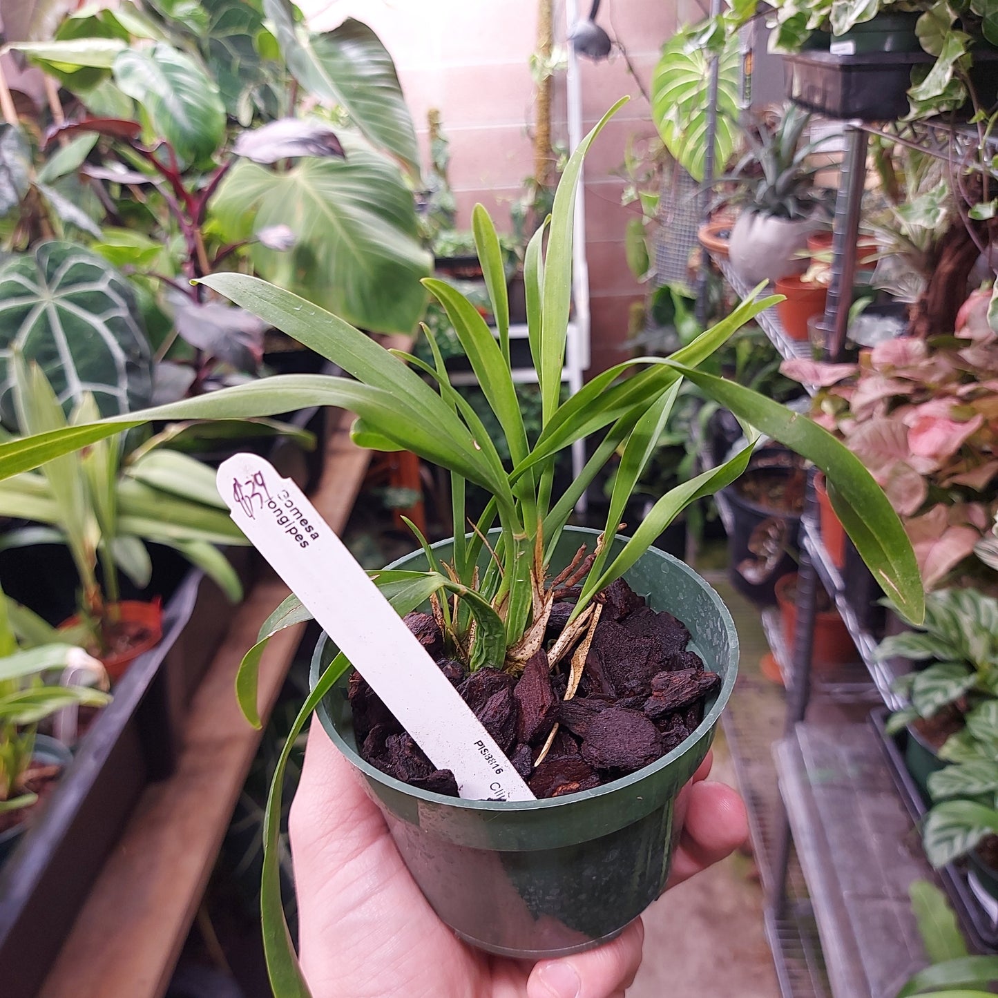 Gomesa Longpipes Orchid Plant