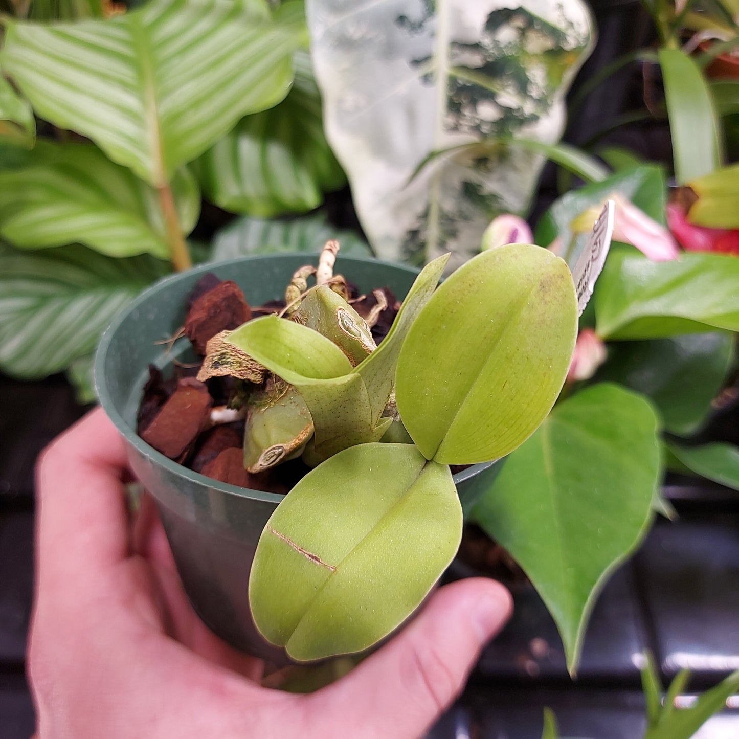Rossioglossum Splendens Orchid Plant