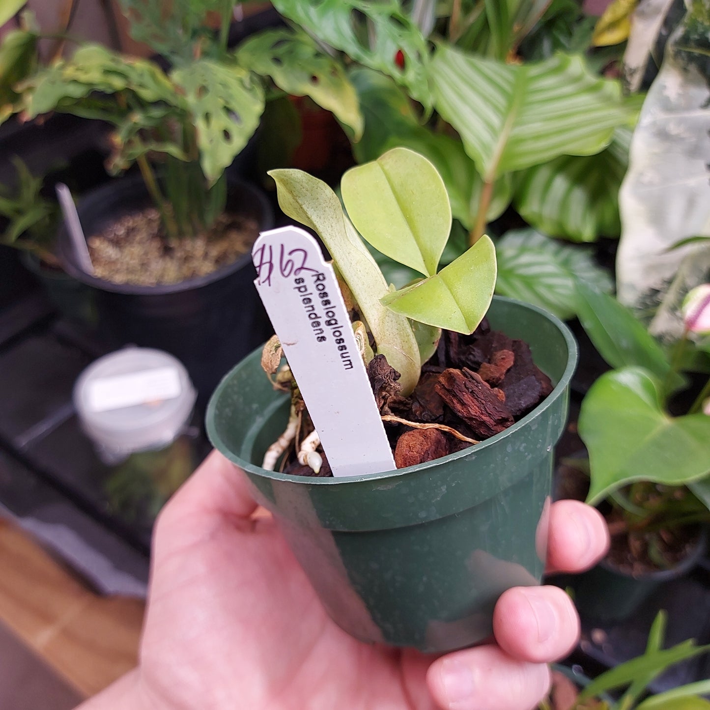 Rossioglossum Splendens Orchid Plant