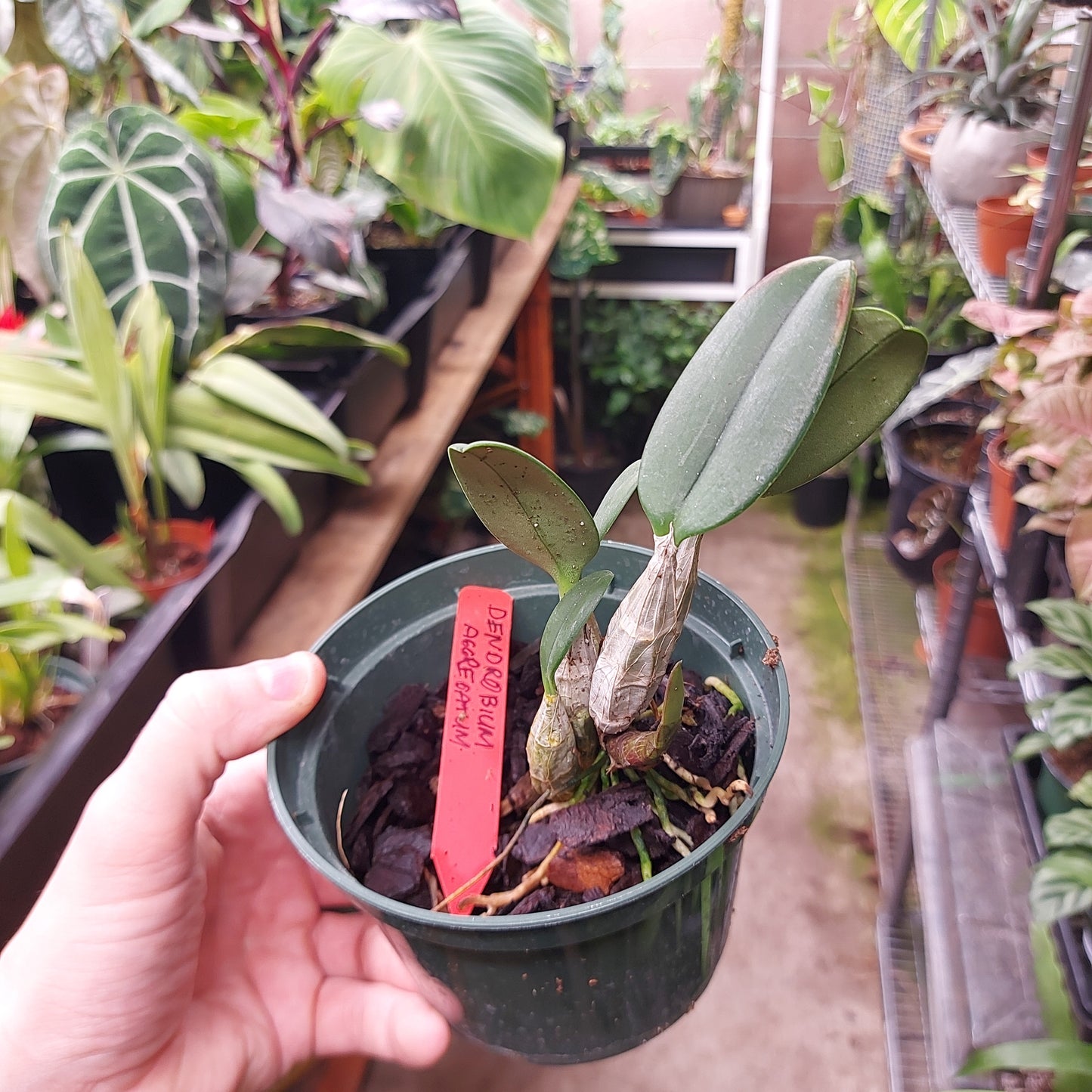 Dendrobium Aggregatum Orchid Plant