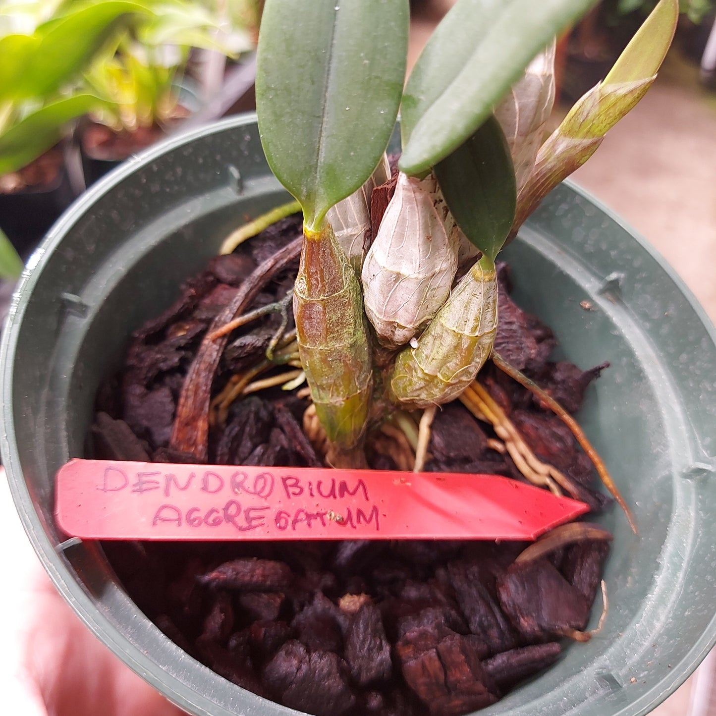 Dendrobium Aggregatum Orchid Plant