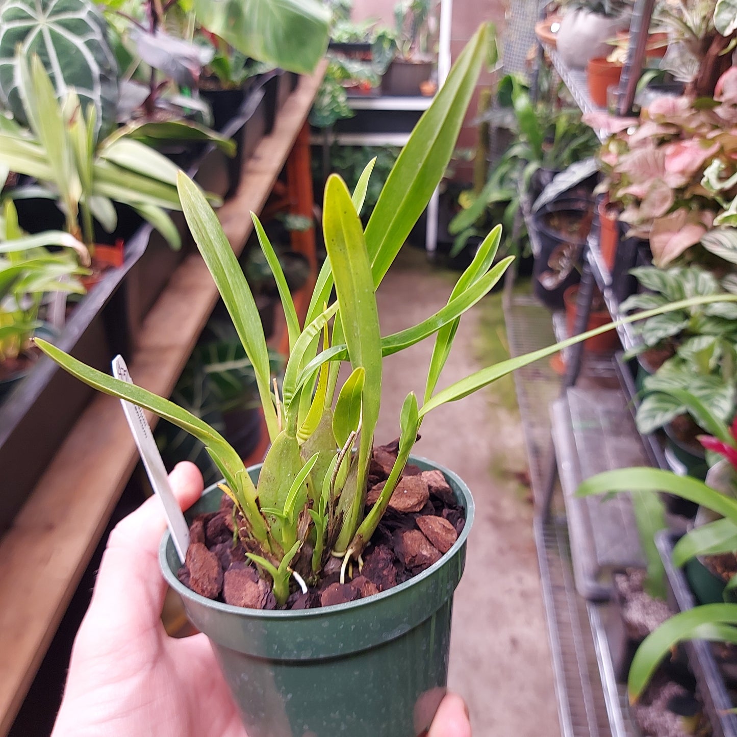Oncidium Vulcanicum Orchid Plant