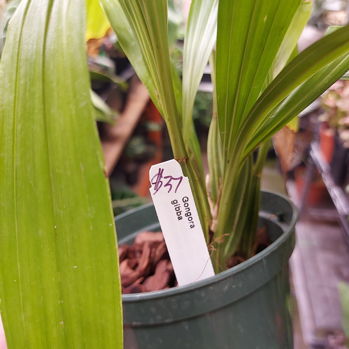 Gongora Gibba Orchid Plant