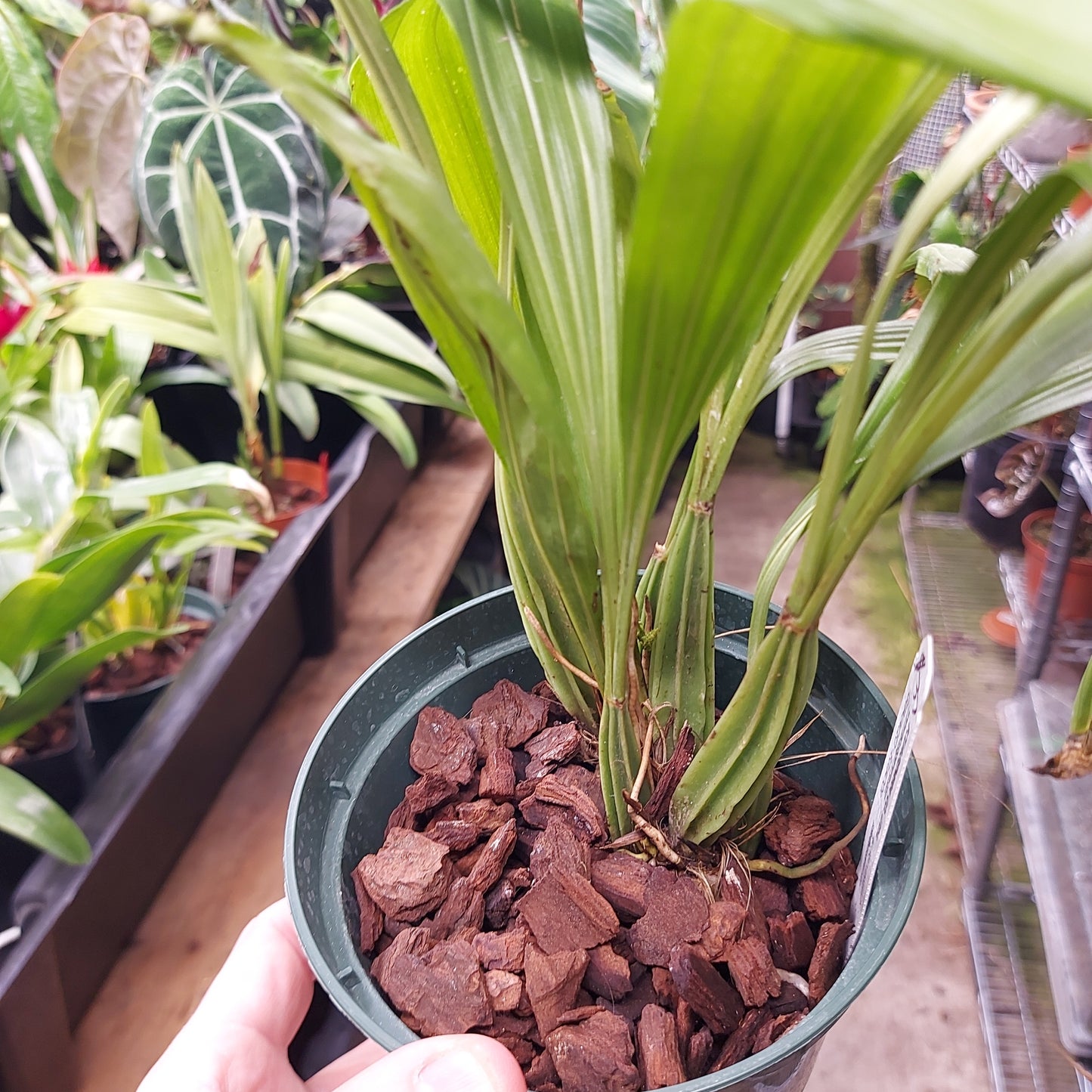 Gongora Gibba Orchid Plant