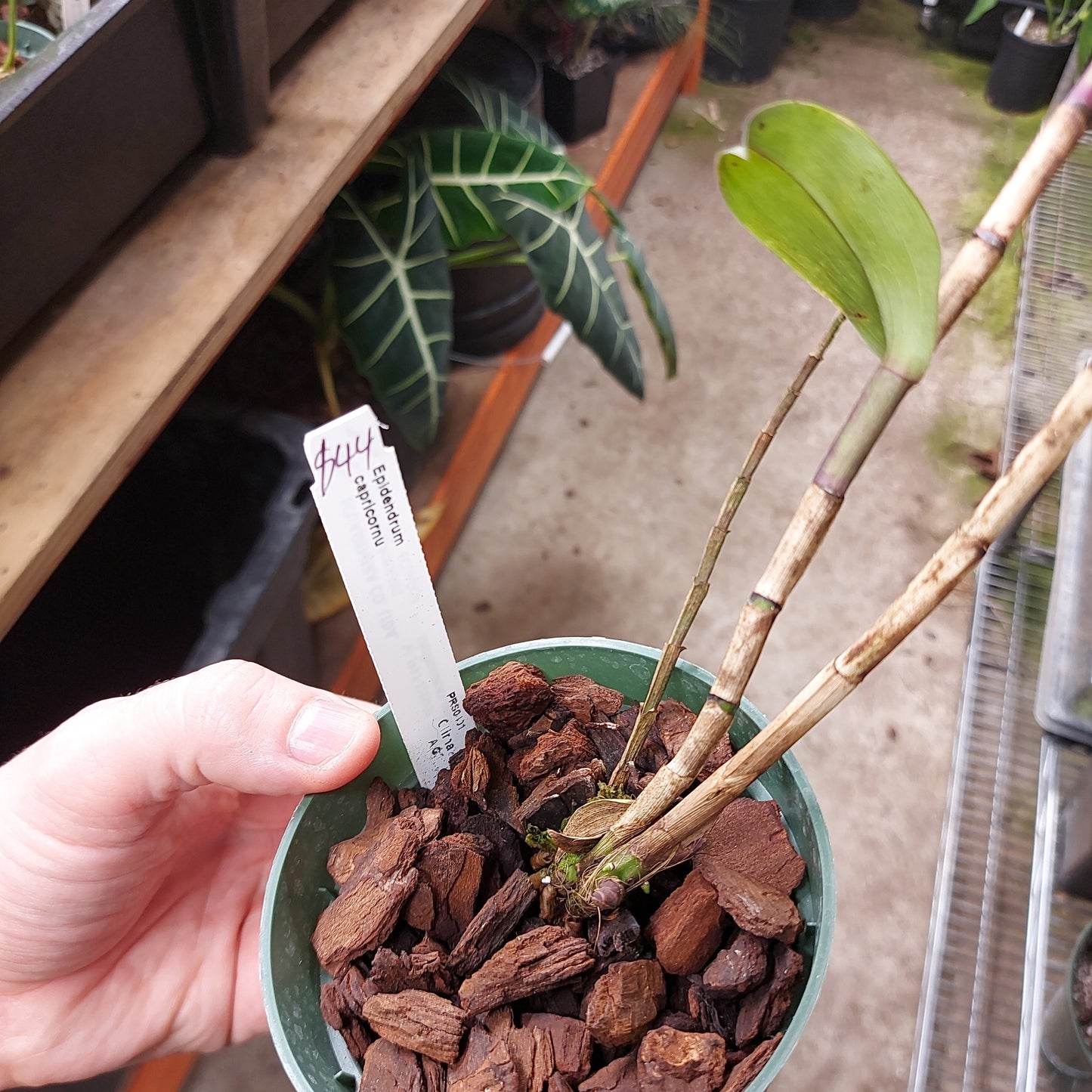 Epidendrum Capricornu Orchid Plant