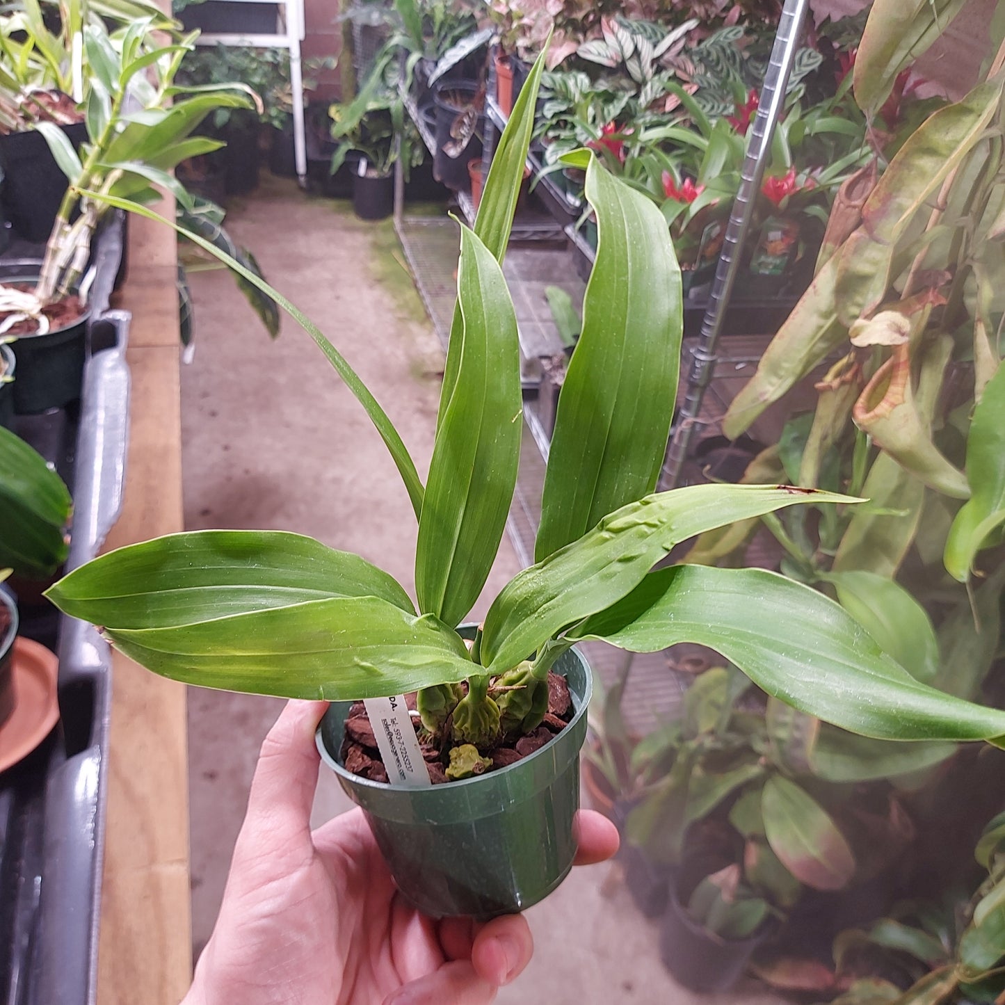 Coelogyne Mooreana Westonbert Orchid Plant