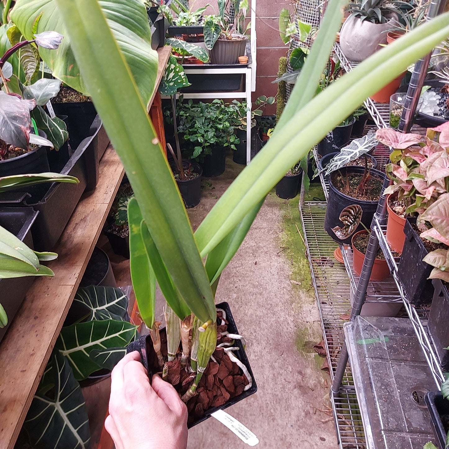 Laelia Purpurata Var. Atropurpurea Orchid Plant