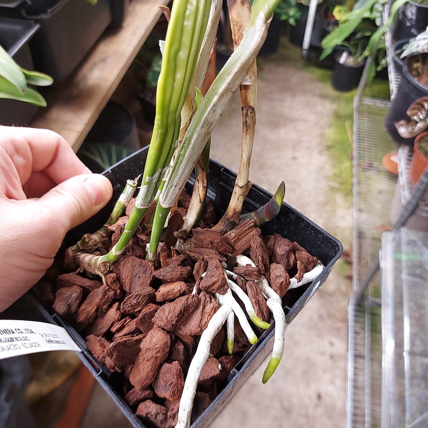 Laelia Purpurata Var. Atropurpurea Orchid Plant