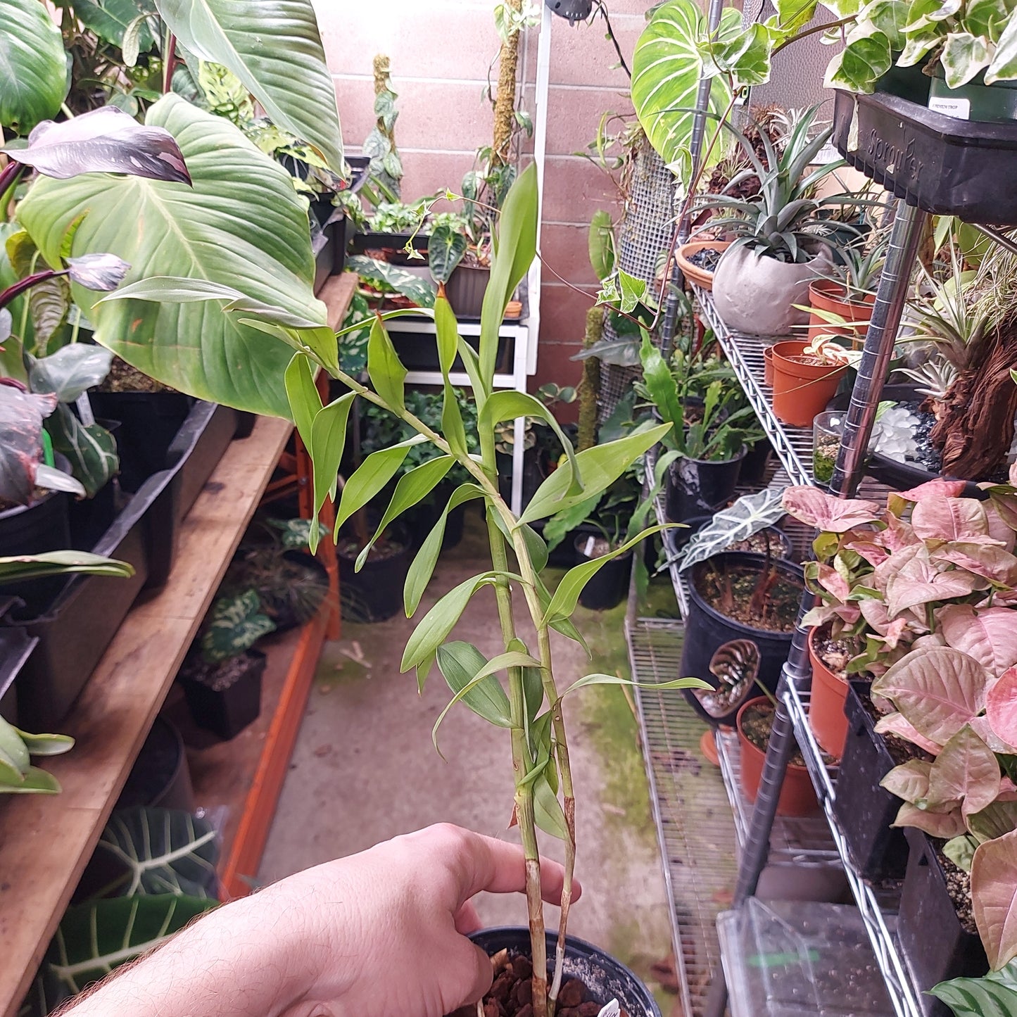 Epidendrum Porphyreum Orchid Plant