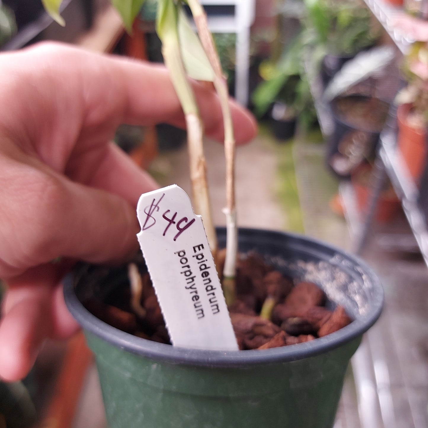 Epidendrum Porphyreum Orchid Plant