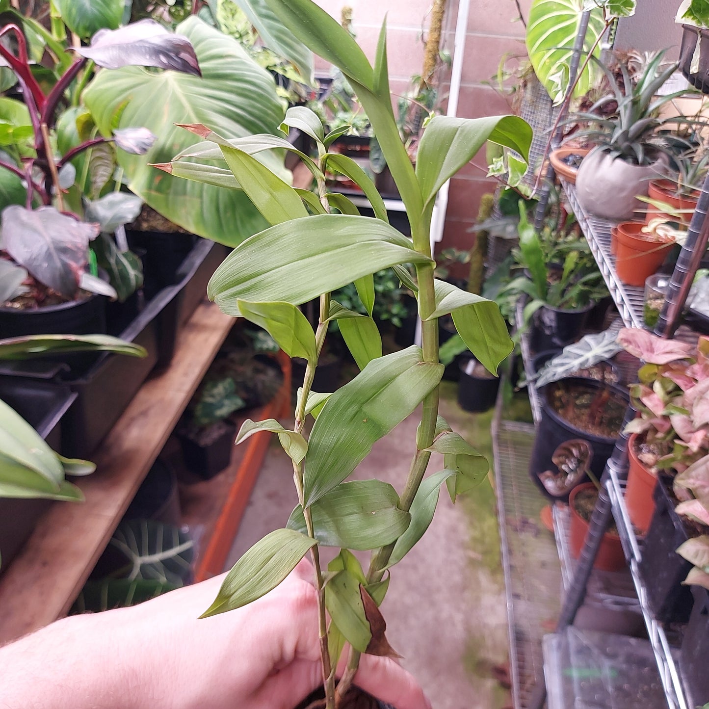 Epidendrum Porphyreum Orchid Plant
