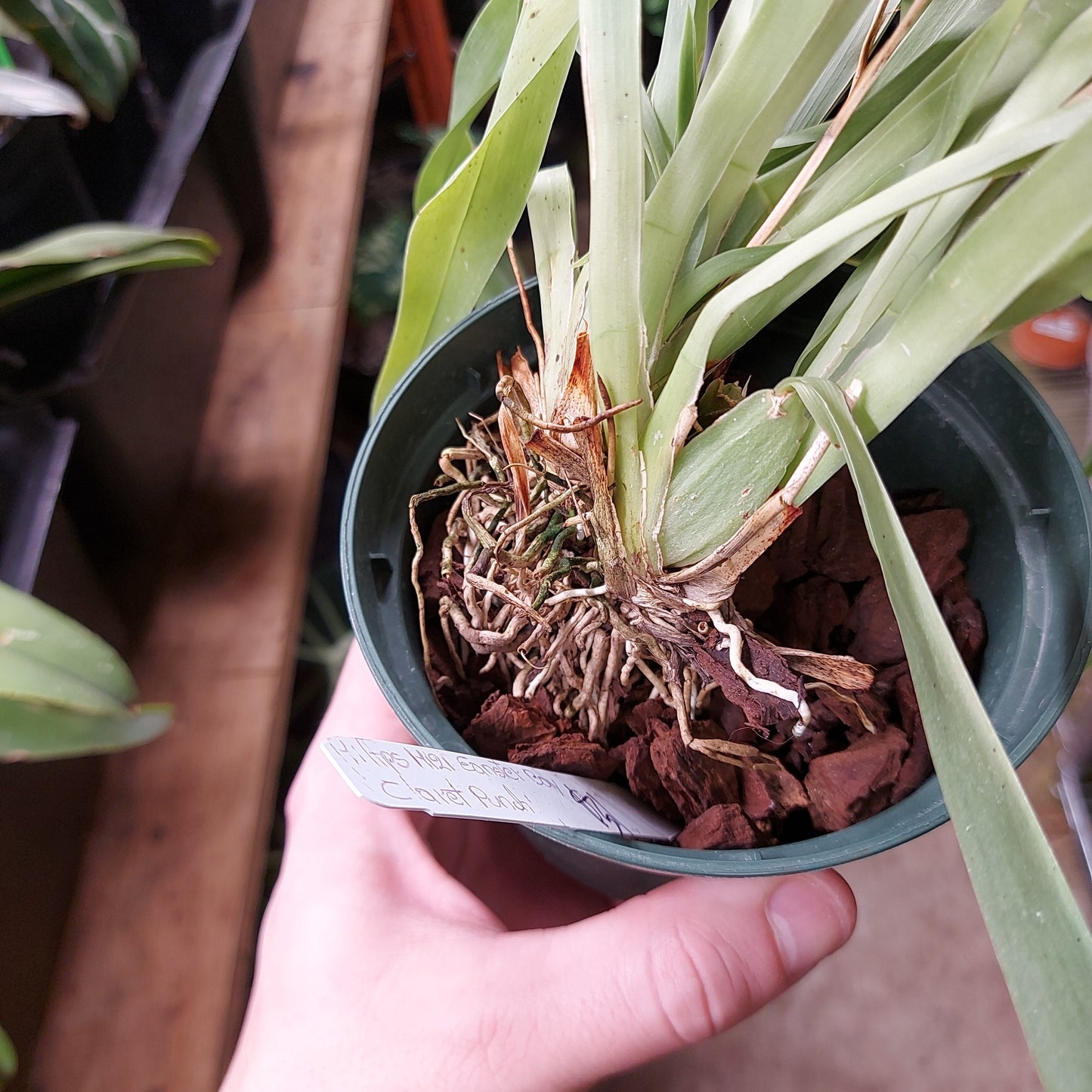 Claret Punch Orchid Plant