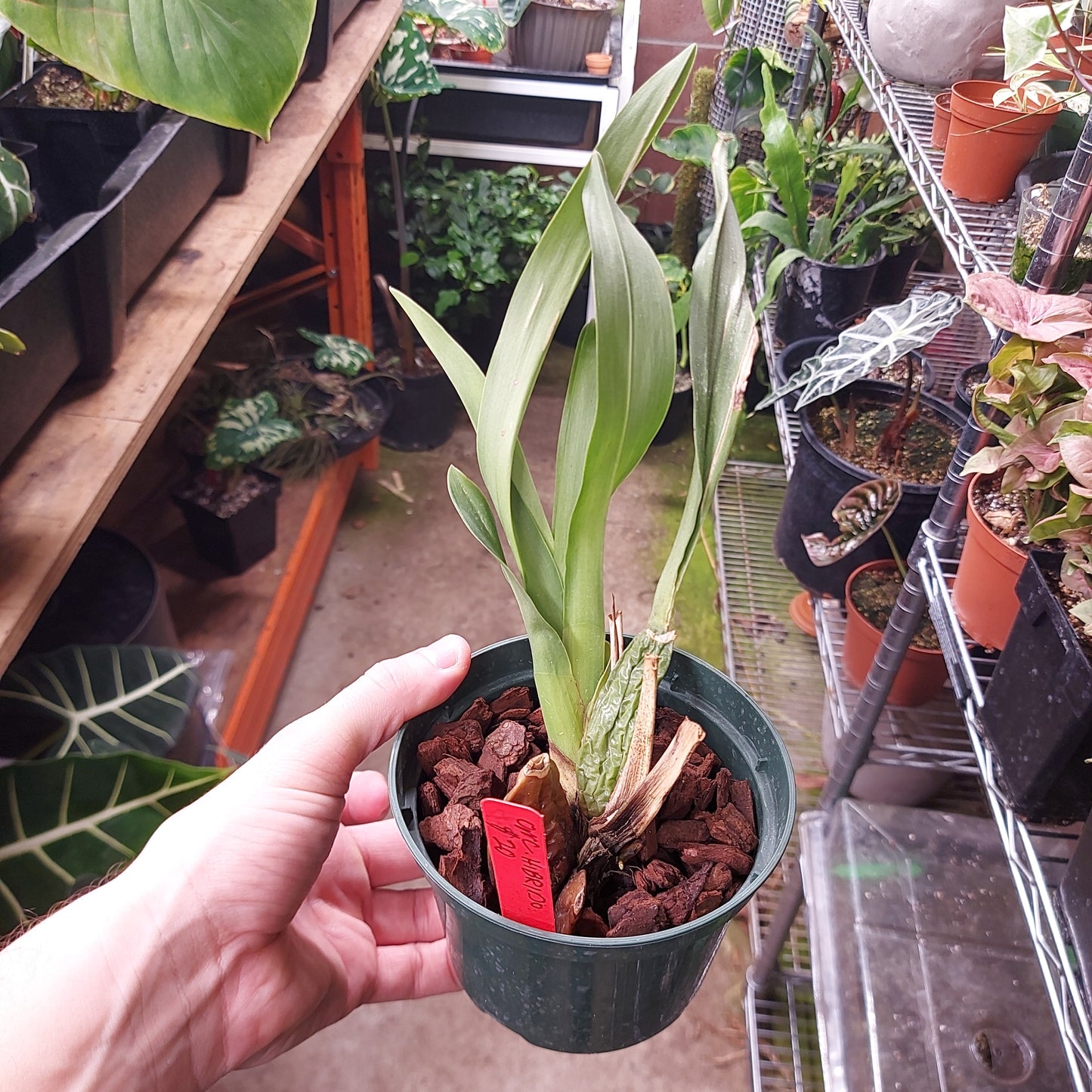 Oncidium Hibrido