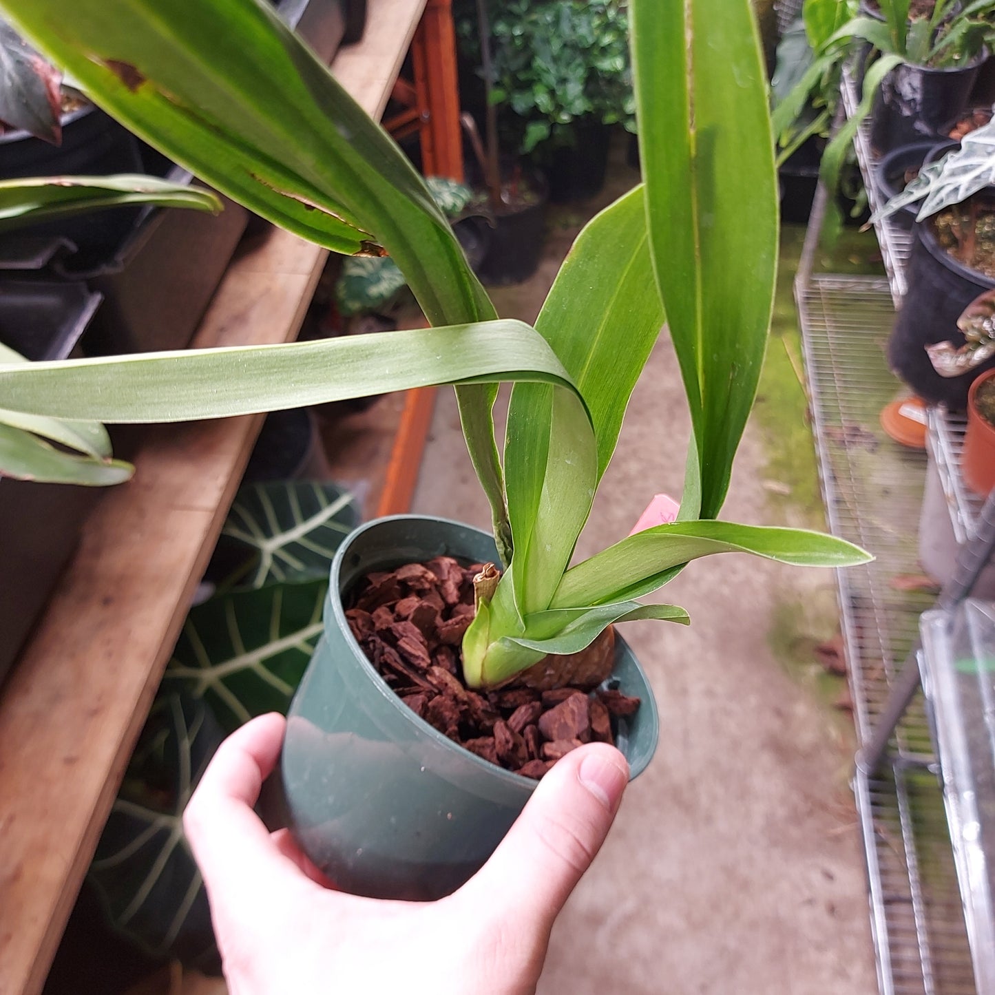 Oncidium Hibrido