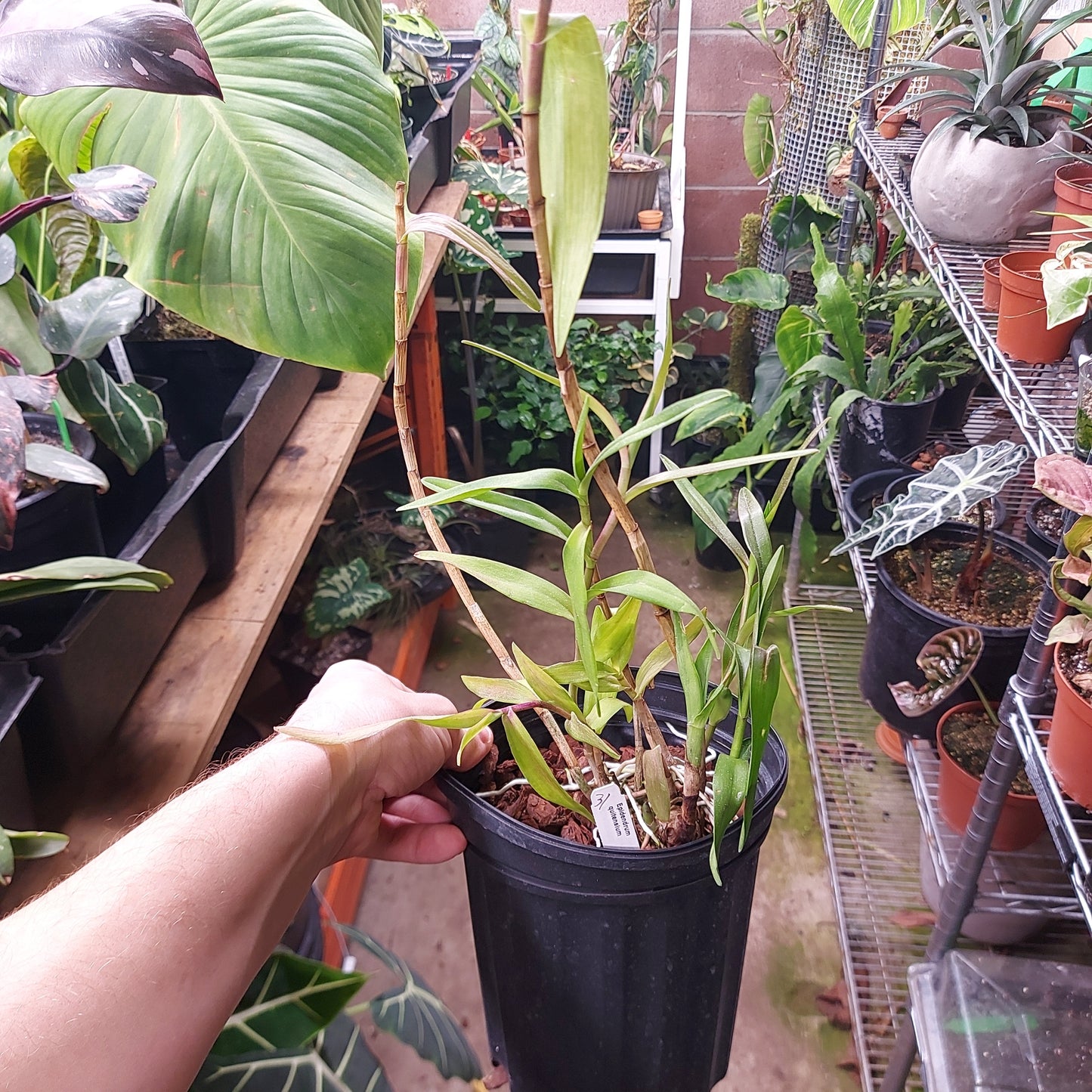 Epidendrum Quitensium Orchid Plant