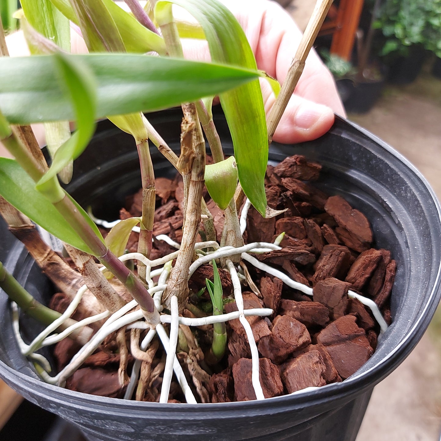 Epidendrum Quitensium Orchid Plant