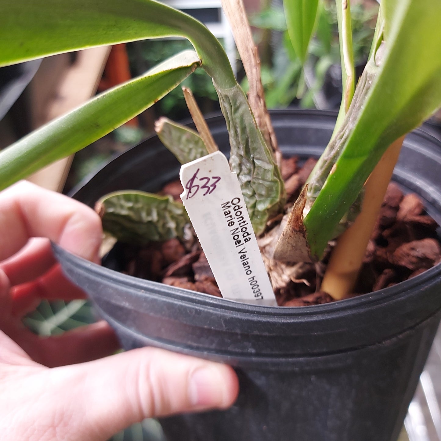 Odontioda Marie Noel Velano h00397 Orchid Plant