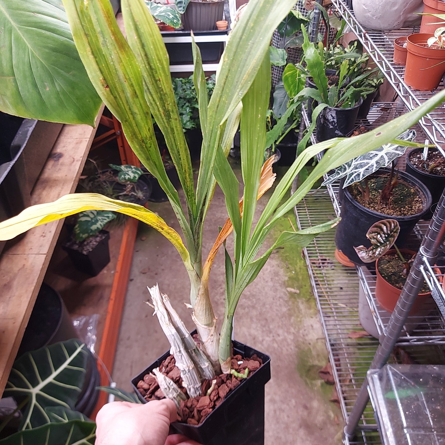 Catasetum Expansum Orchid Plant