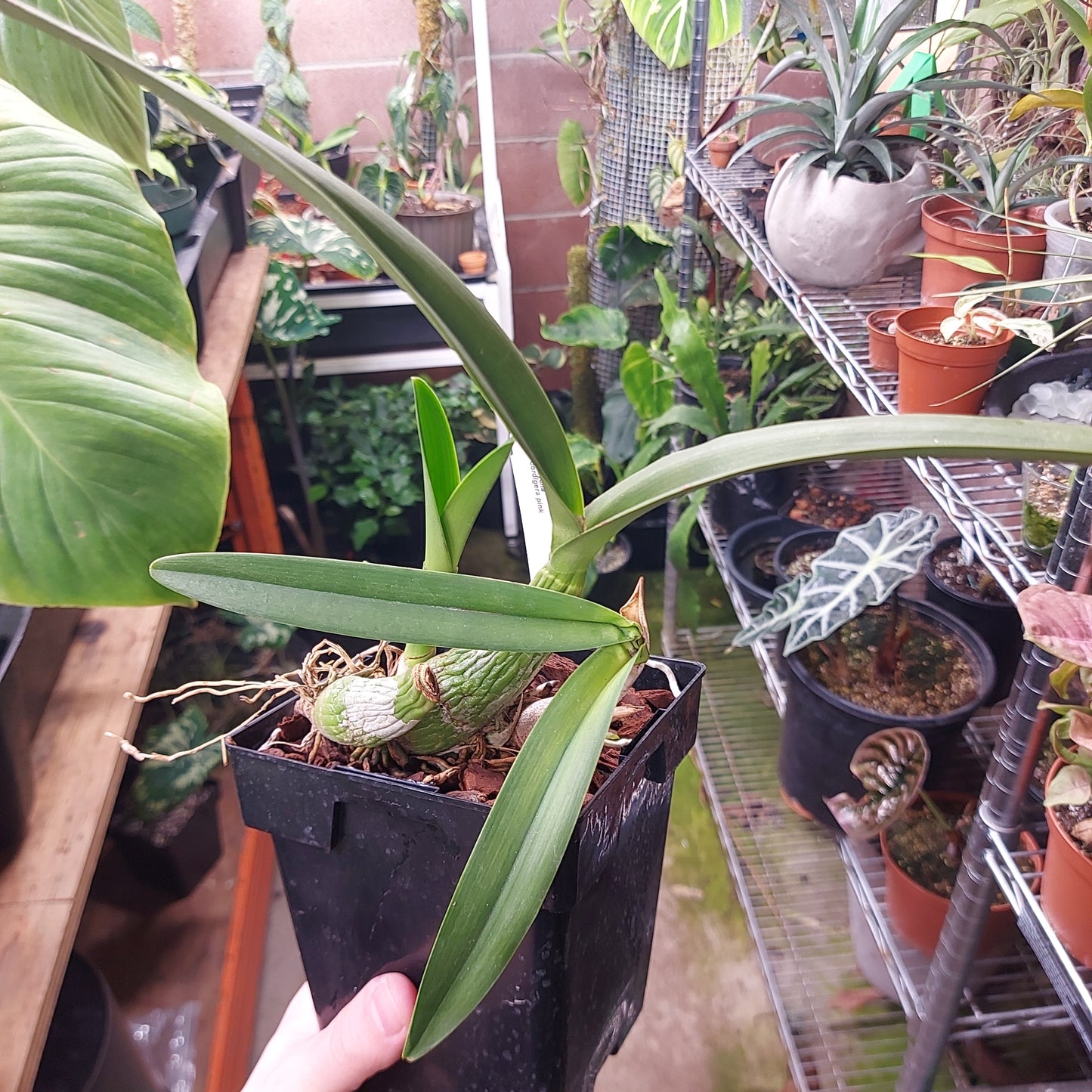 Encyclia Cordigera Pink Orchid Plant