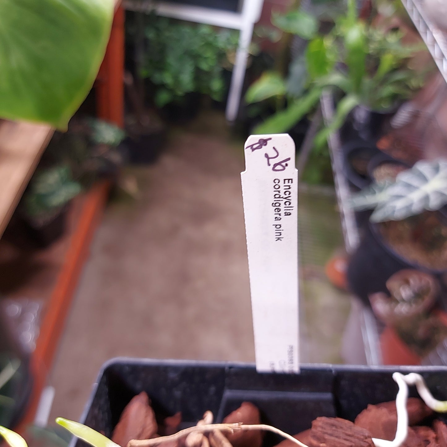 Encyclia Cordigera Pink Orchid Plant