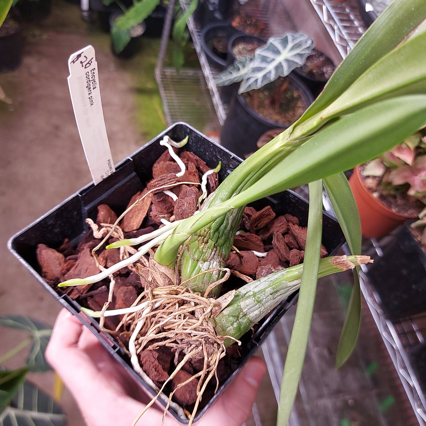 Encyclia Cordigera Pink Orchid Plant