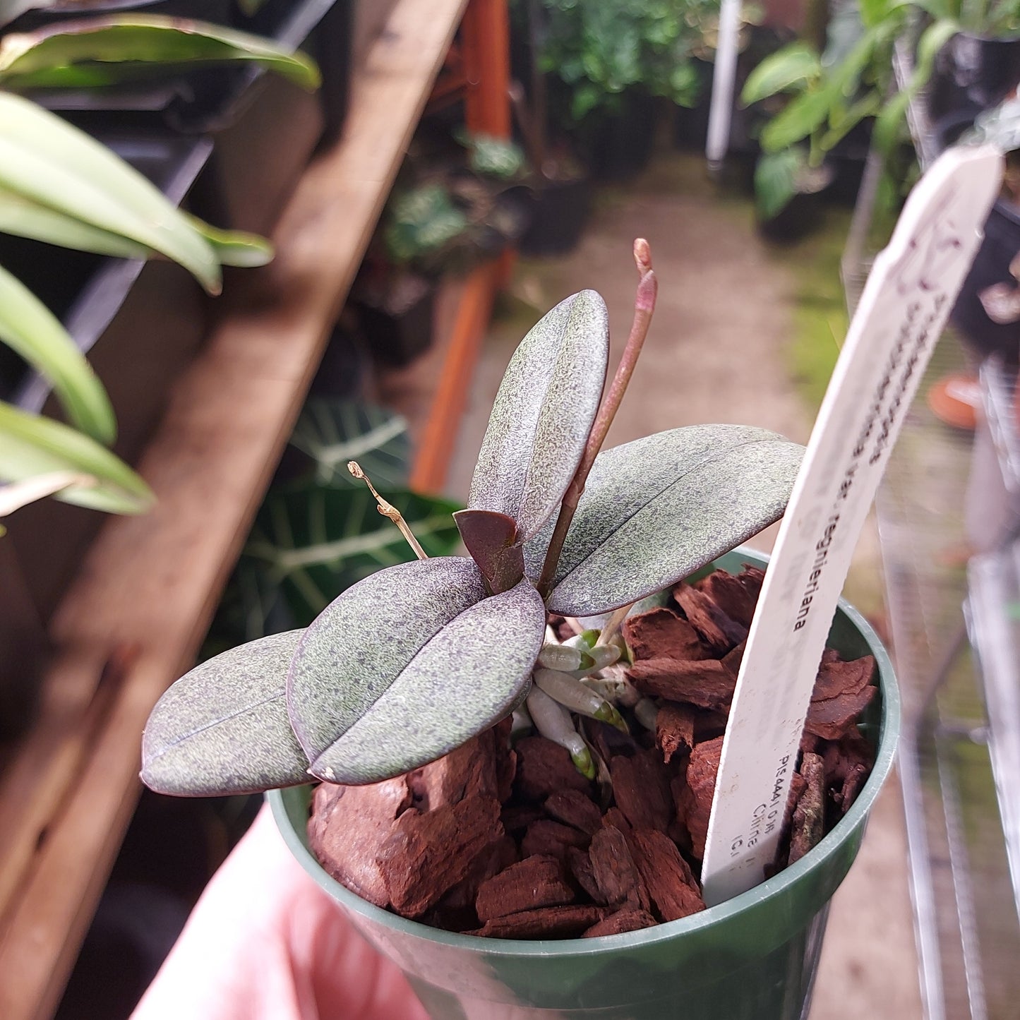 Phalaenopsis Pulcherrima Var. Regnieriana Orchid Plant