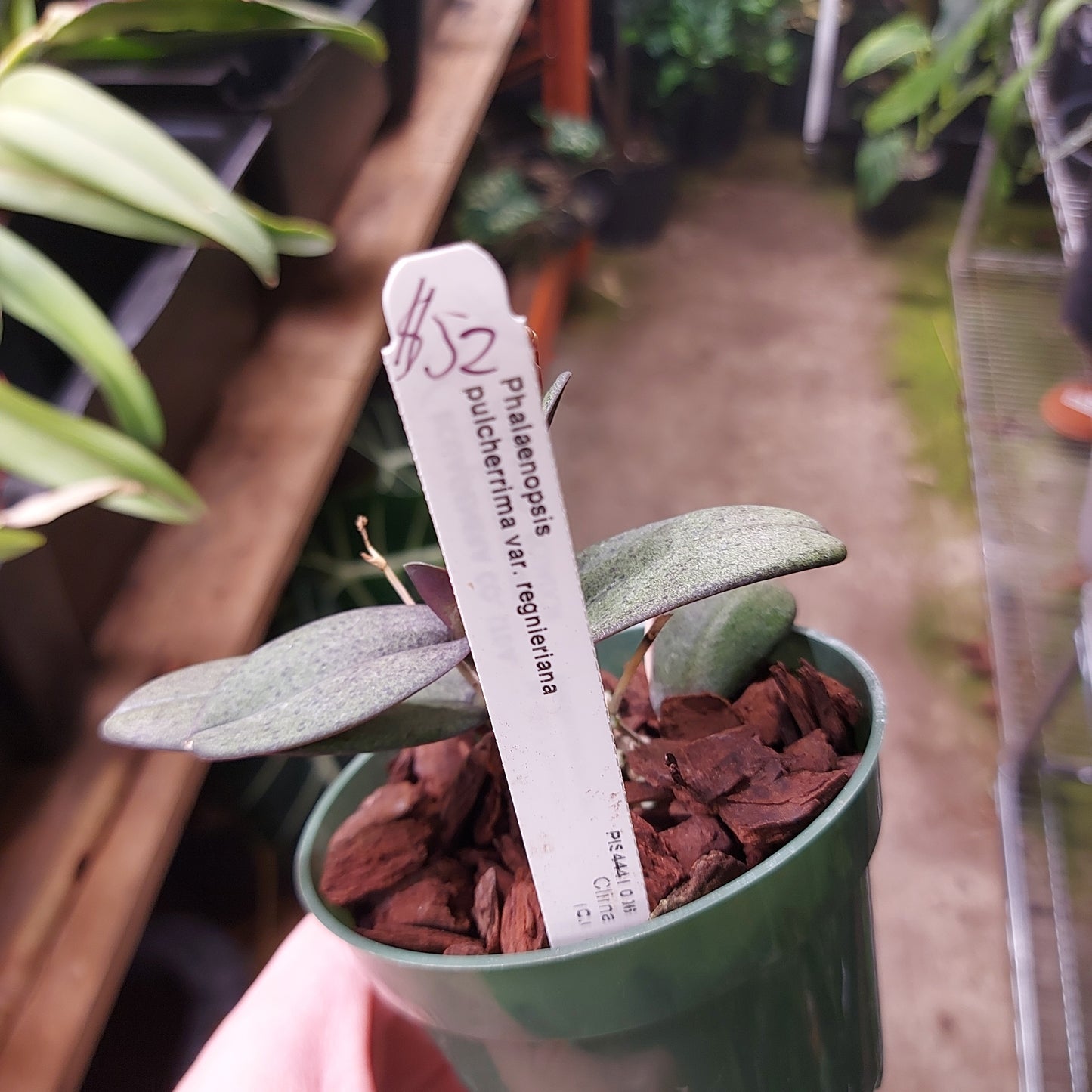 Phalaenopsis Pulcherrima Var. Regnieriana Orchid Plant