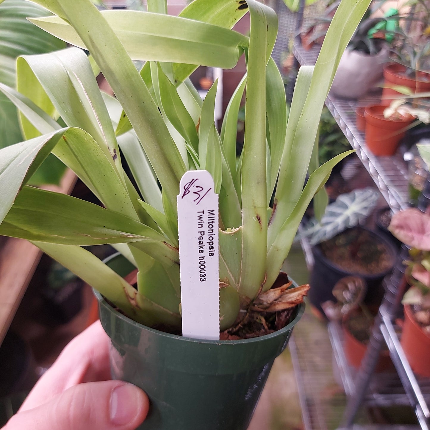 Miltoniopsis Twin Peaks h00033 Orchid Plant