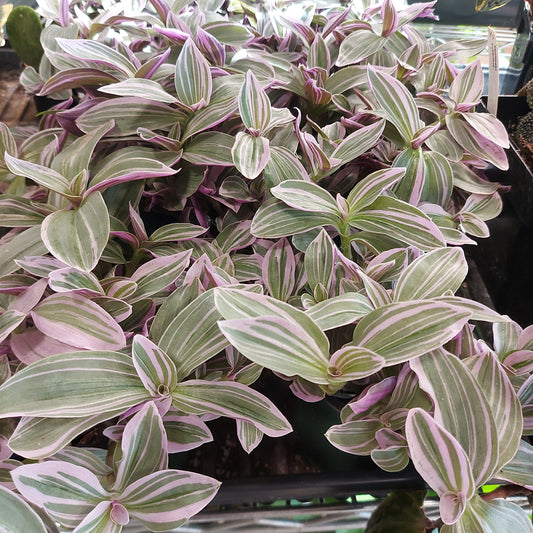 Tradescantia Nanouk