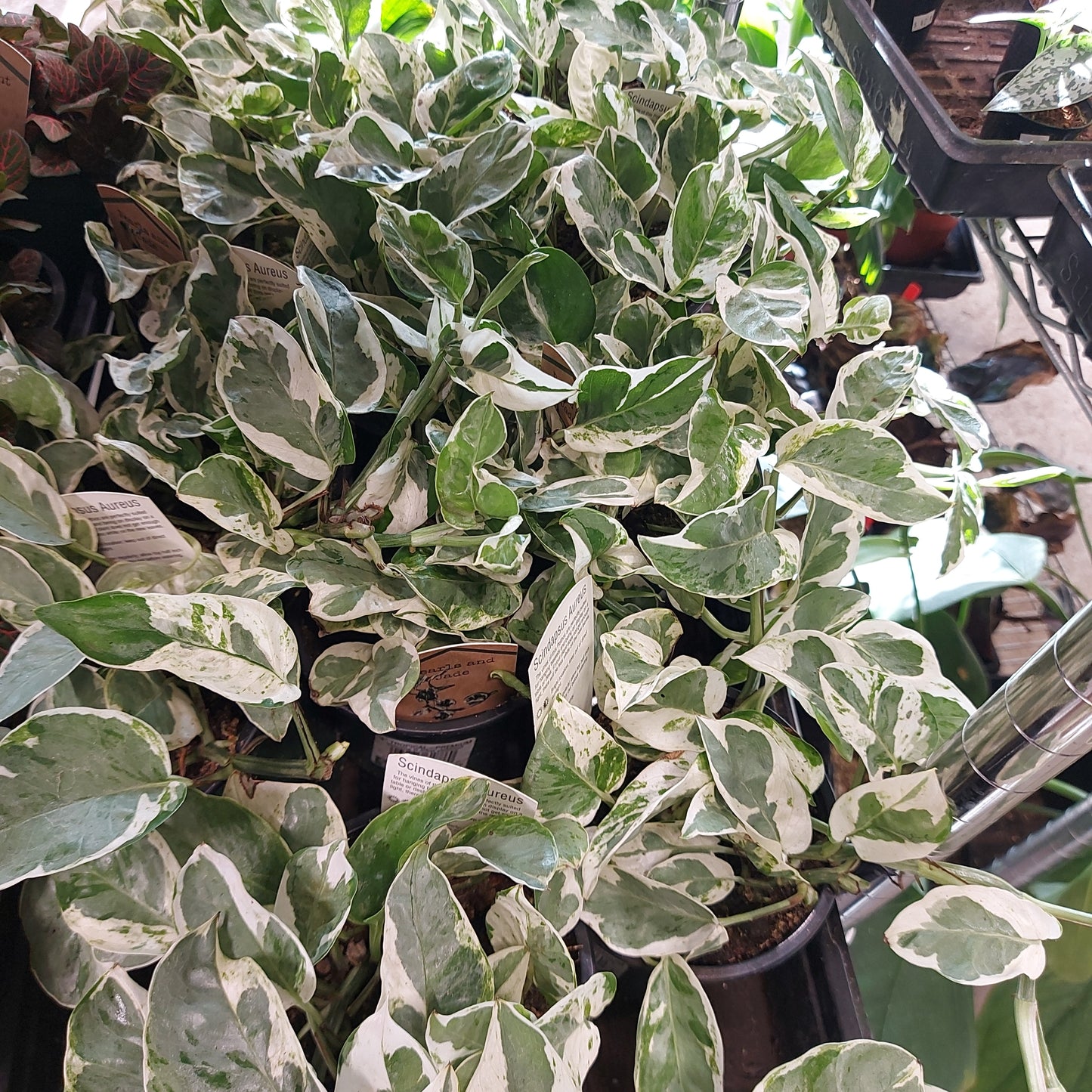 Pearl's and Jade Pothos
