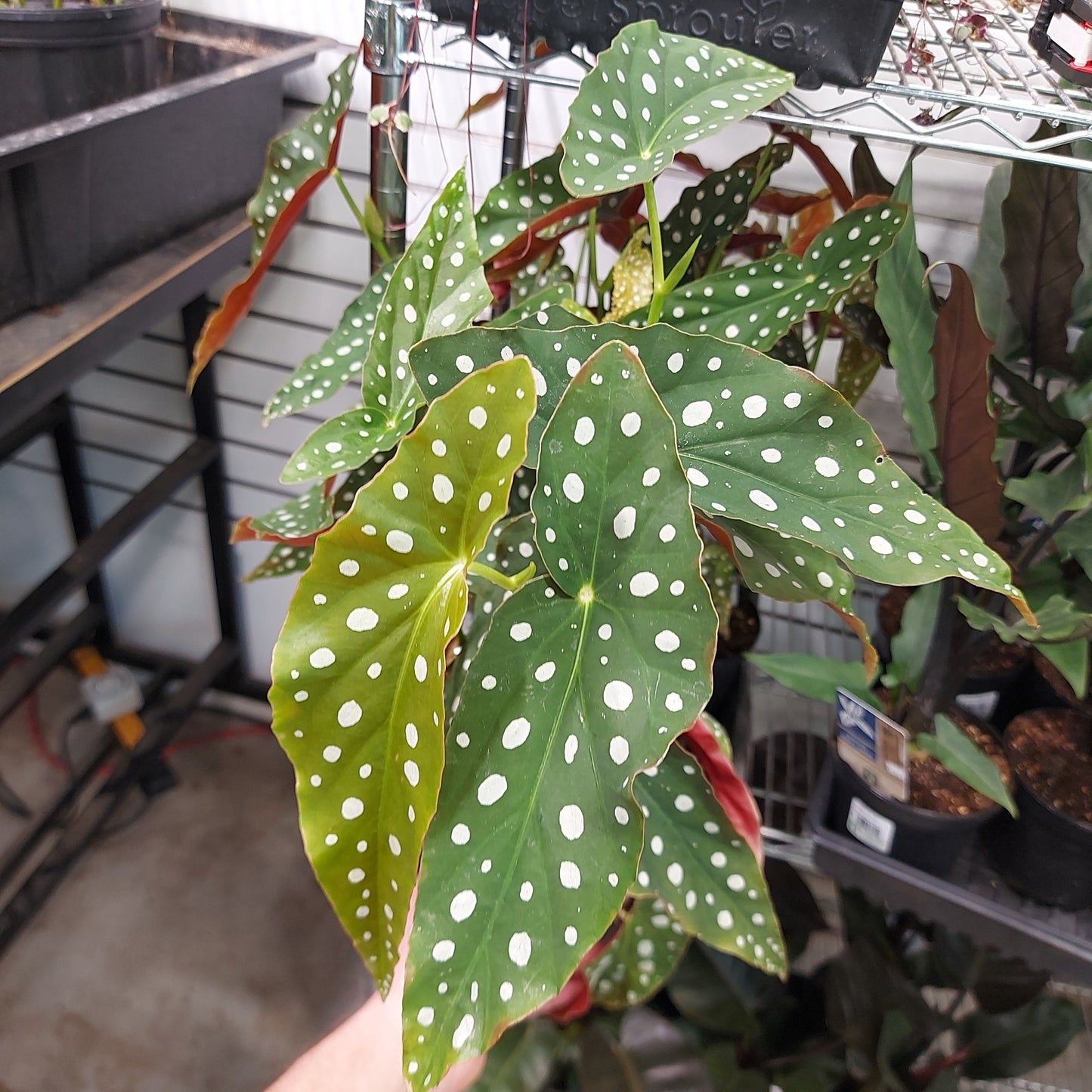 Painted Leaf Begonia Rex