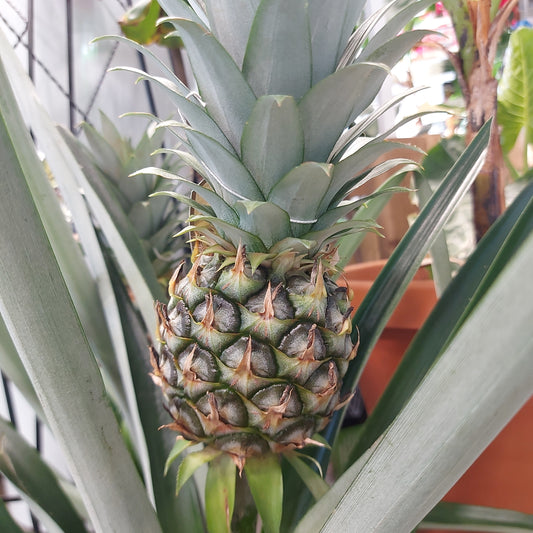 Pineapple Plant