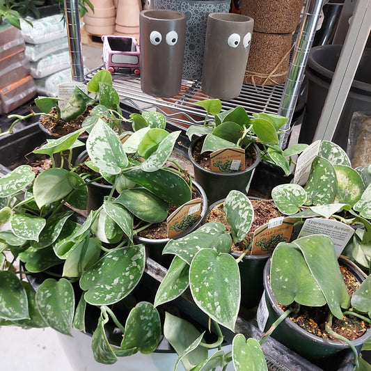 Satin Pothos Plant