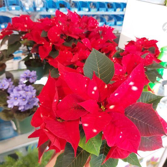 Poinsettia Star Sky Plant