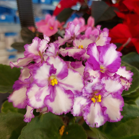 Assorted African Violets