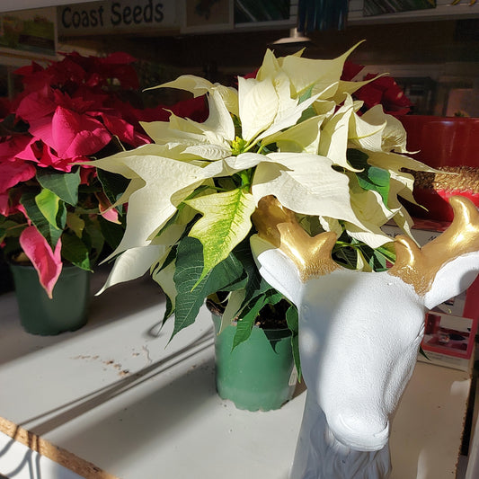 Assorted Poinsettia