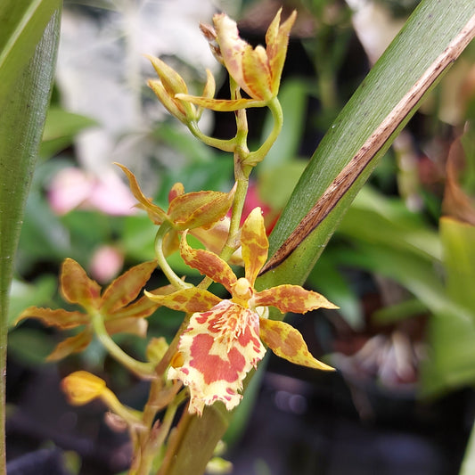 Oncidium Christopher Merino