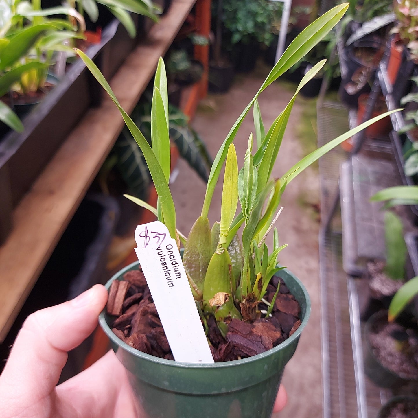 Oncidium Vulcanicum Orchid Plant